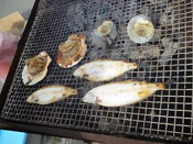 相生漁港での体験レポート写真19